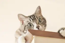 JS的众多小技巧之高傲的正则表达式(RegExp)：你真能行图片