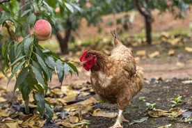 姑娘养蝇蛆喂鸡，一年纯赚100多万，真的吗？我用实践来证明图片