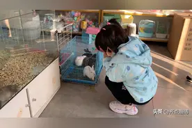 兔年将来到 宠物兔热销图片