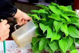 6种“水”，拿来浇花，花草长势更旺，叶子更油绿，开花更鲜艳图片