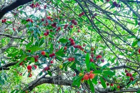 周末采摘约起来！杨梅、蓝莓、桃子、西瓜......​图片