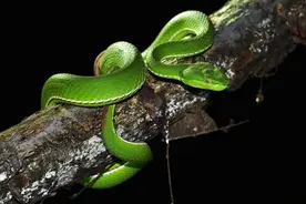 中国十大毒蛇排名：谁才是中国最危险的蛇？（上）图片