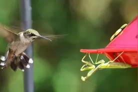 中国大刀螳螂到底有多猛？在美国捕杀蜂鸟，险些让百花灭绝图片
