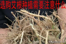 每亩投资600元，收益10年，艾草种植到底怎样，又该如何种植呢？图片