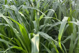 夏季养殖就种它，10天割一茬，一茬10000斤，牛羊猪家禽都爱吃。图片
