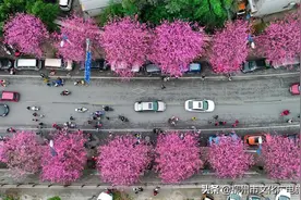 花花相扣，满城紫荆共结美好图片