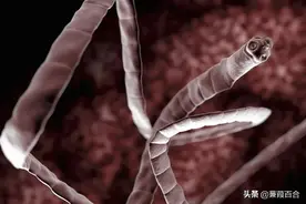 世界上最可怕的 10 种动物，你见过哪几种？图片