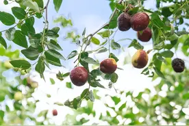 枣树落花落果严重，啥原因？掌握这3招，满树大枣压弯枝，不愁吃图片