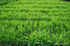 韭菜、蔬菜有地蛆不要用农药，就用这个方法，保证干干净净图片