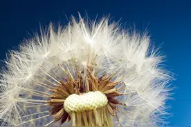 蒲公英是抗癌之王，不仅能杀死癌细胞，还能降血糖？告诉你真相图片