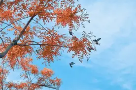 “三代烟草人”与“20%失业率”的背后是什么？图片