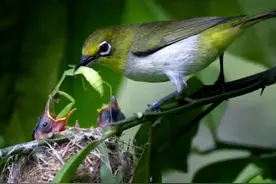 #绣眼鸟 #绣眼 #神奇动物在抖音 