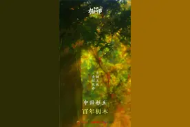 贵州百年树木｜800岁的它当上“杉中之王”图片