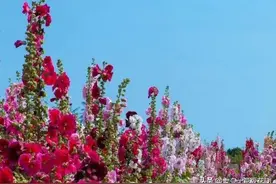 七言诗 往事如烟图片