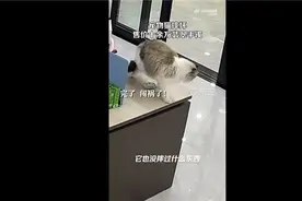 猫咪摔坏12万翡翠手镯被连夜送走引争议 网友吐槽视频太假图片