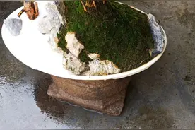 小叶赤楠，一种养起来赏心悦目且能为您招财的名贵苗木图片