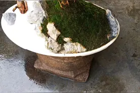 小叶赤楠，一种养起来赏心悦目且能为您招财的名贵苗木图片