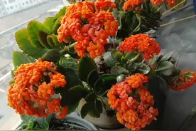 上了年纪的老人每餐七、八成饱，避免心气不足图片