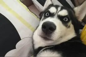 原来狗狗也会做噩梦...哈哈哈哈这看着也太吓人了图片