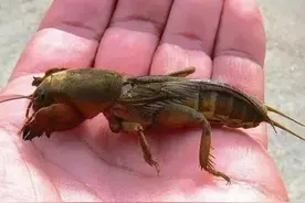 田园里的常见“蝲蝲蛄，真的有人喜欢它吗？图片