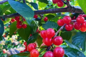 吃樱桃对身体有哪些好处图片