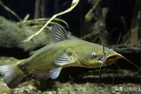 广西名鱼芝麻剑鱼曾是广西家常菜，如今150块一斤，还一鱼难求图片