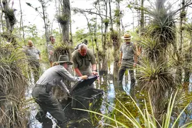 缅甸蟒在佛州“无敌手”，赏金猎人出击，印度人：我是高手，我来图片