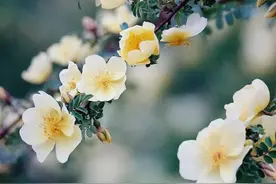 浮生若梦，清欢独好，愿你于独处中，浅笑安然图片