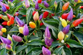 五彩辣椒长成“树”，色彩斑斓真好看，一棵能结上百个，随便吃图片