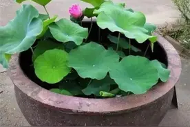 用旧水缸在院子里种莲藕，夏天赏花冬天采藕，一缸能产几十斤图片