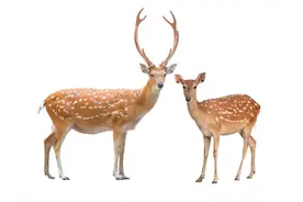 中药美容之鹿茸的美容功效及方法图片