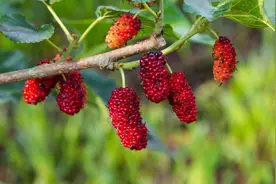 俗语“门口莫放三物，院内不栽三树”指的是什么？有道理吗？图片