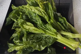 吃冲菜的季节到了图片