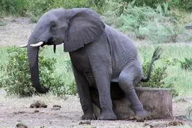 大象屁屁痒如何擦，看完你就秒懂了，简直是山崩地裂啊图片