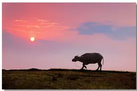 童年时光一九皋山放牛图片