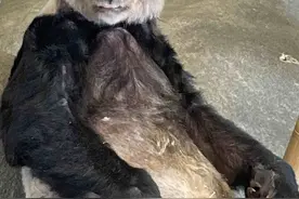 丫丫虽然回家了，但是瘦了很多。图片