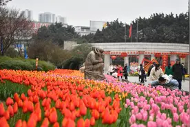 轻轨公交直达！九龙坡的赏花模式，从这里轻松开启图片