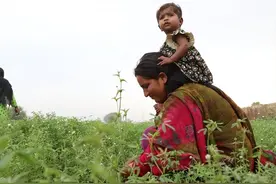 从牛妇到首席女神：莫迪夫人的传奇人生图片