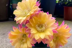 9种“劳模”仙人球，颜值高，开花勤奋，新手养它没“负担”图片