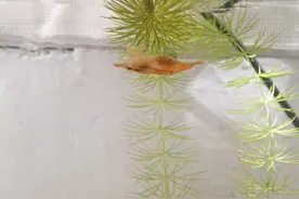 水晶虾在鱼缸里难养，为啥在水沟里就好养？图片