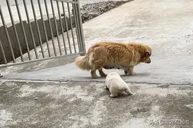 流浪狗妈妈忽然变温柔，叼着小狗上门求收养，离开时它满眼不舍图片