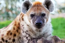 世界唯一女性占社会中绝对主导地位的哺乳动物：猫性亚目，斑鬣狗图片