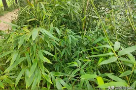 草甘膦许多人都用错啦，这样用能解决多种恶性杂草的防治难题图片