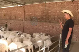 “95后”羊倌网上卖羊7万余只，收入让人眼馋！图片