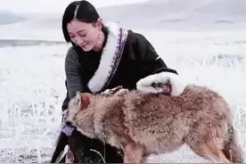 野狼混入羊群被牧民发现，却将羊肉喂狼，狼群感恩，为牧民放羊图片