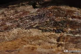 奇楠真的是沉香吗？为什么不能沉水？一白二绿三黄四黑是什么？图片