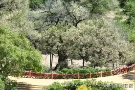 探访通榆神榆图片