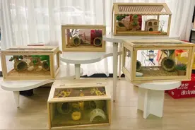 温情又“吸金”！你在这些小可爱身上花了多少钱？图片