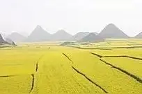 这些高产油菜品种你种了吗？提醒大家关注图片