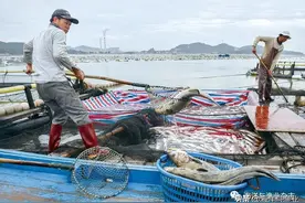 │饶平海鮸│名贵海产的发展之路图片